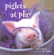 Piglets at Play - Bevan, Sophie, and Williams, Alan (Photographer)