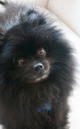 Pomeranian Cuteness: Black Pomeranian Cuteness Writing Journal