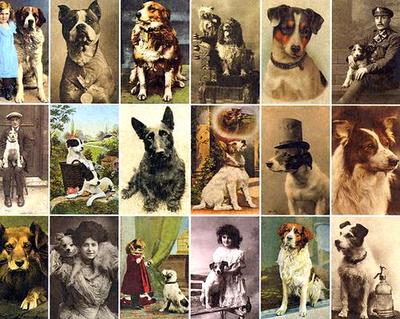 Postcard Dogs - Hall, Libby