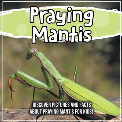 Praying Mantis: Discover Pictures and Facts About Praying Mantis For Kids! - Kids, Bold