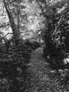 Robert Adams: an Old Forest Road