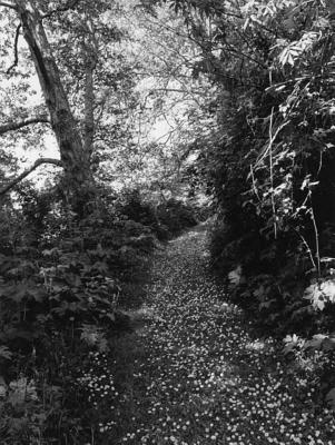 Robert Adams: An Old Forest Road - Zander, Thomas (Editor), and Thoreau, Henry David