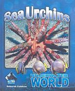 Sea Urchins