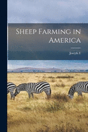 Sheep Farming in America