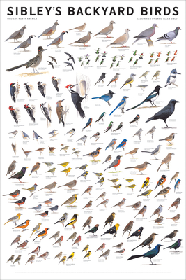 Sibley's Backyard Birds: Western North America - Sibley, David Allen, Author
