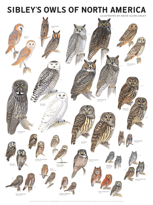 Sibley's Owls of North America - Sibley, David Allen (Ilt)