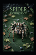 Spiders Picture Book