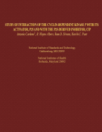Study of Interaction of the Cyclin-dependent Kinase 5 with its Activator, P25 and with the P25-derived Inhibitor, CIP