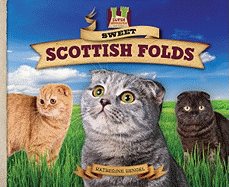 Sweet Scottish Folds