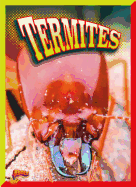 Termites