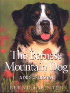 The Bernese Mountain Dog: A Dog of Destiny