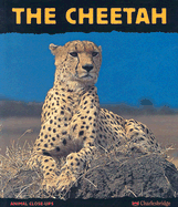 The Cheetah: Fast as Lightning