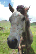 The Connemara Pony Journal: 150 Page Lined Notebook/Diary