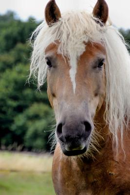 The Haflinger Horse Journal: 150 page lined notebook/diary - Breeds, Horse