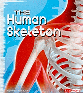The Human Skeleton