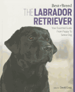 The Labrador: Your Essential Guide from Puppy to Senior Dog
