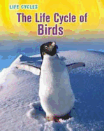 The Life Cycle of Birds