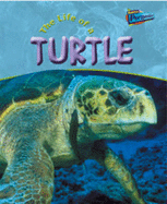The Life Of A Turtle