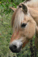 The Norwegian Fjord Horse Journal: 150 page lined notebook/diary