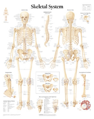The Skeletal System Chart - Scientific Publishing, and Various