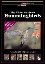 The Video Guide to Hummingbirds