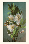 The Vintage Journal Eucalyptus Blossoms