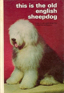 This is the Old English Sheepdog