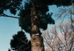 Tree Tops Tall - Drabble, Neil