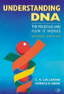 Understanding DNA: The Molecule and How It Works