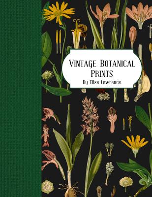 Vintage Botanical Prints - Lawrence, Elise