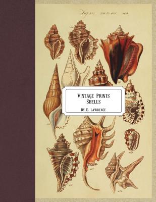 Vintage Prints: Shells - Lawrence, E