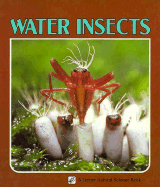 Water Insects