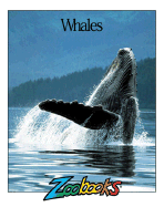 Whales - Wexo, John B