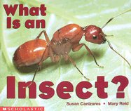 What Is an Insect? - Reid, Mary, and Canizares, Susan, and Canizares, S