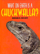 What on Earth is a Chuckwalla