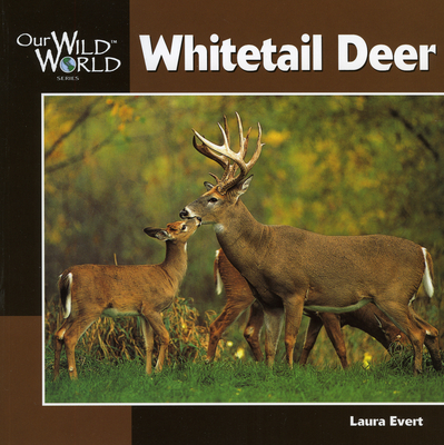 Whitetail Deer - Evert, Laura