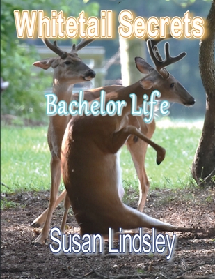 Whitetail Secrets: Bachelor Life - Lindsley, Susan
