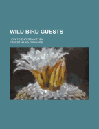Wild Bird Guests: How to Entertain Them