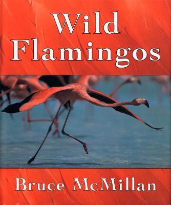 Wild Flamingos - McMillan, Bruce