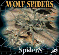 Wolf Spiders