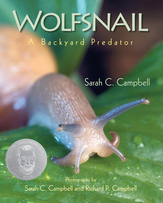 Wolfsnail: A Backyard Predator - Campbell, Sarah C (Photographer), and Campbell, Richard P (Photographer)